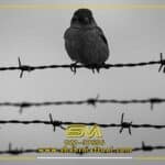 مقایسه سیم خاردار با سایر حصارها