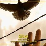 مقایسه سیم خاردار با سایر حصارها