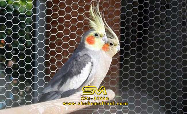 نصب توری مرغی