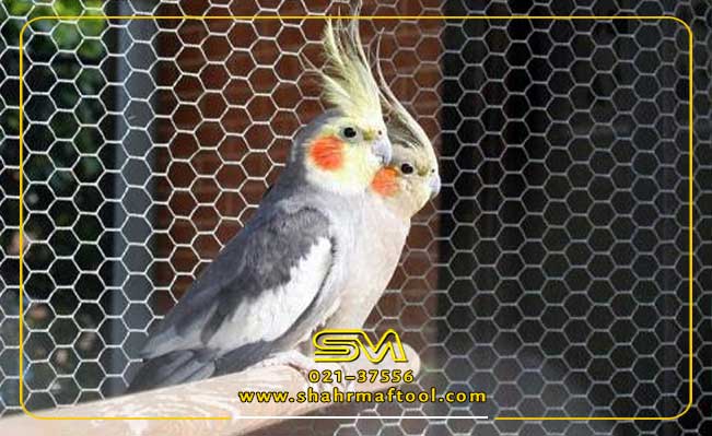 قیمت توری فنچی